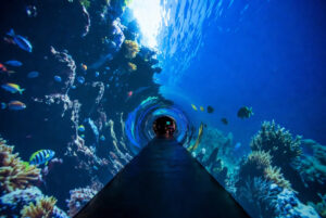 Immersive LED screens for attractions