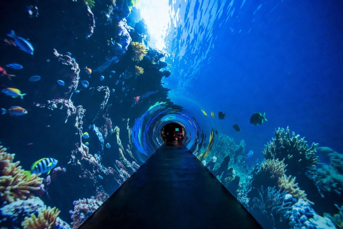 Immersive LED screens for attractions