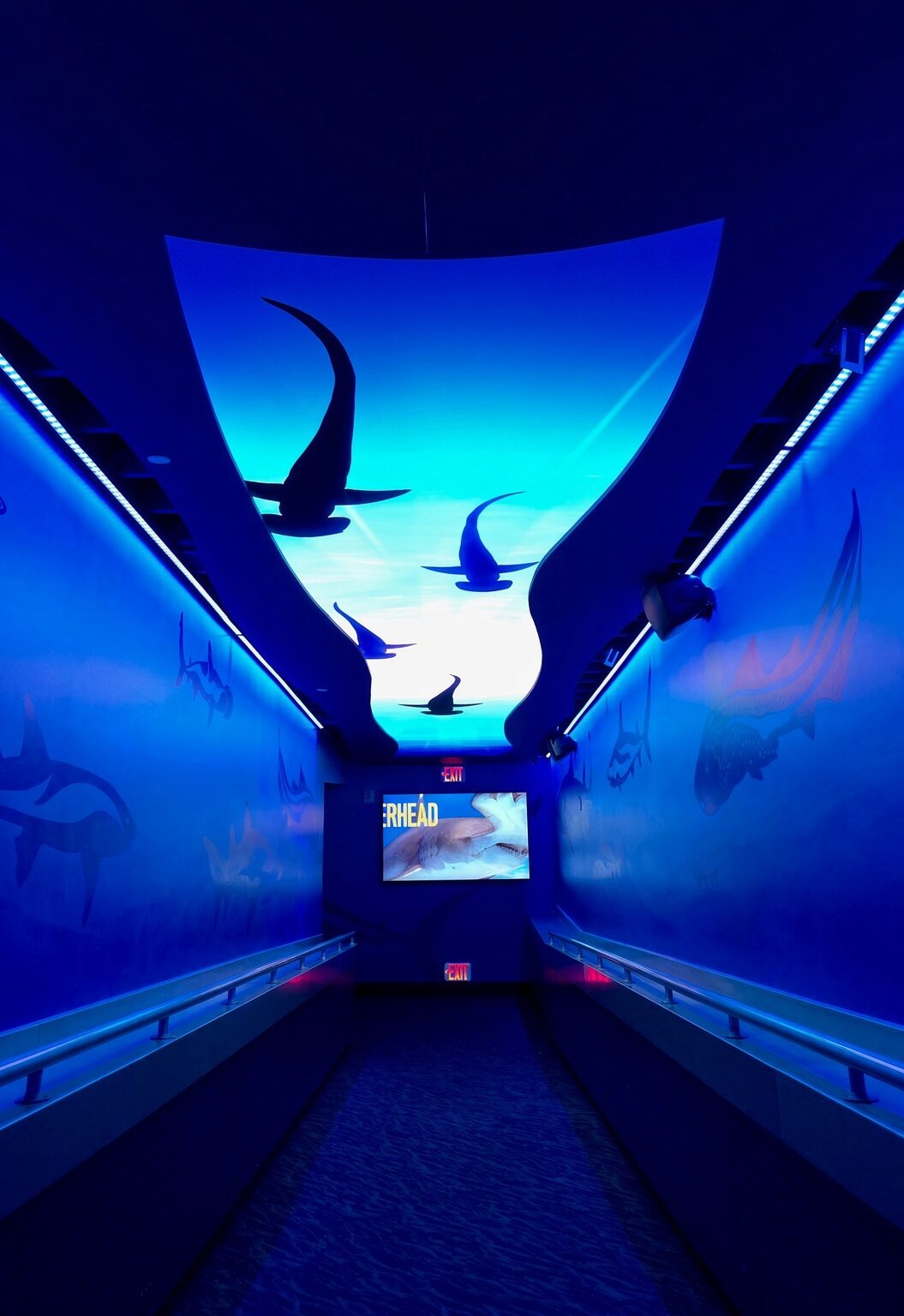 SeaWorld sharks encounter immersive displays