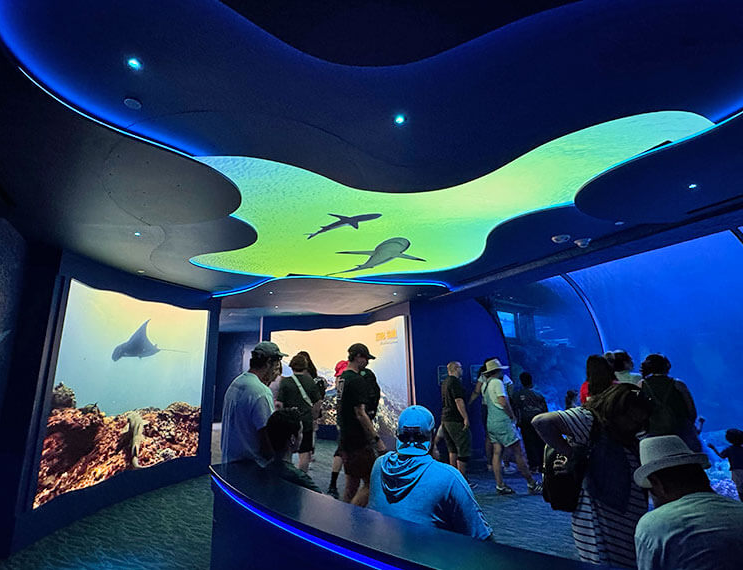 SeaWorld sharks encounter immersive displays