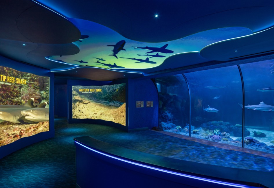 SeaWorld sharks encounter immersive displays